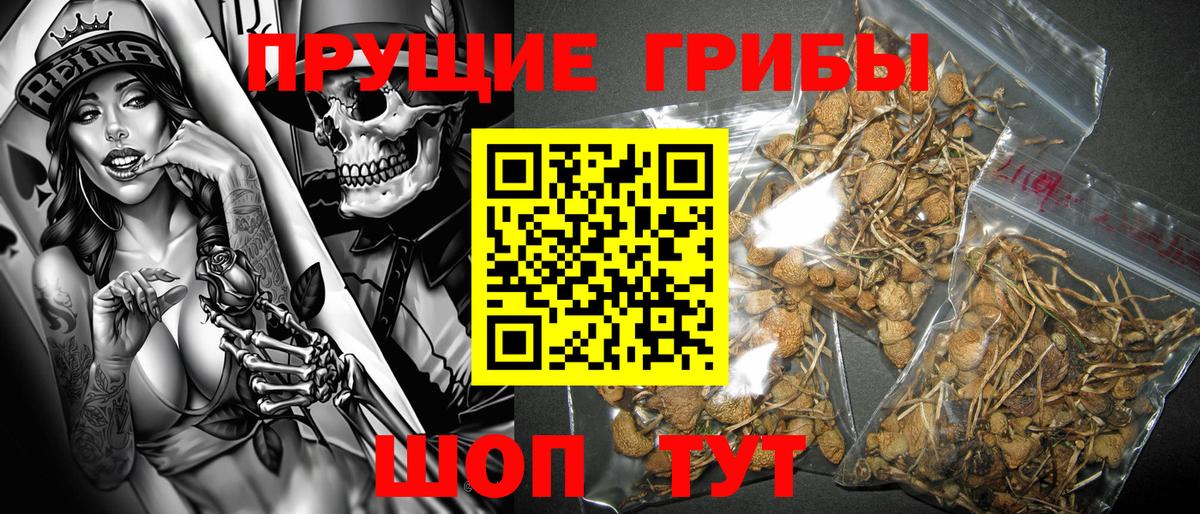 Галлюциногенные грибы Psilocybe Заречный